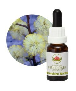 Sunshine Wattle, 15 ml